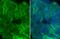 CD9 Molecule antibody, GTX135296, GeneTex, Immunofluorescence image 