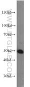 Paired Box 8 antibody, 10336-1-AP, Proteintech Group, Western Blot image 