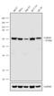 Coactivator Associated Arginine Methyltransferase 1 antibody, 711526, Invitrogen Antibodies, Western Blot image 