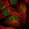 RIB43A Domain With Coiled-Coils 2 antibody, NBP1-86814, Novus Biologicals, Immunofluorescence image 