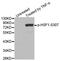 Heat Shock Transcription Factor 1 antibody, MBS128406, MyBioSource, Western Blot image 