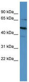 POU Class 6 Homeobox 2 antibody, TA343669, Origene, Western Blot image 