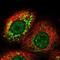 DEP Domain Containing MTOR Interacting Protein antibody, NBP1-85257, Novus Biologicals, Immunofluorescence image 