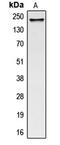 Collagen Type V Alpha 1 Chain antibody, GTX56153, GeneTex, Western Blot image 