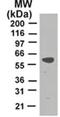 TNF receptor-associated factor 2 antibody, MA1-41028, Invitrogen Antibodies, Western Blot image 