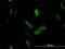 LRR Binding FLII Interacting Protein 1 antibody, LS-C104913, Lifespan Biosciences, Immunofluorescence image 