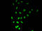 Histone Cluster 1 H2B Family Member B antibody, LS-C670394, Lifespan Biosciences, Immunofluorescence image 