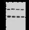 Tyrosine 3-Monooxygenase/Tryptophan 5-Monooxygenase Activation Protein Epsilon antibody, 203015-T38, Sino Biological, Western Blot image 
