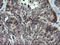 Kinesin Family Member 25 antibody, LS-C174324, Lifespan Biosciences, Immunohistochemistry frozen image 