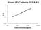 Cadherin 5 antibody, EZ1318, Boster Biological Technology, Enzyme Linked Immunosorbent Assay image 