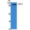 Vav Guanine Nucleotide Exchange Factor 1 antibody, LS-C386806, Lifespan Biosciences, Western Blot image 