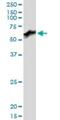 Prune Exopolyphosphatase 1 antibody, H00058497-B01P, Novus Biologicals, Western Blot image 