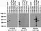 Chromodomain Y-Linked 1B antibody, 75-174, Antibodies Incorporated, Western Blot image 