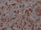 Nucleoporin 153 antibody, CSB-RA986790A0HU, Cusabio, Immunohistochemistry frozen image 