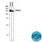 BetaKlotho antibody, MAB5889, R&D Systems, Western Blot image 