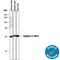 Liver-type arginase antibody, AF5868, R&D Systems, Western Blot image 