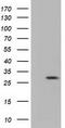 Rho-related GTP-binding protein Rho6 antibody, TA501769S, Origene, Western Blot image 