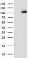 Phosphodiesterase 2A antibody, TA502318S, Origene, Western Blot image 