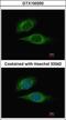 E74 Like ETS Transcription Factor 3 antibody, GTX100250, GeneTex, Immunofluorescence image 