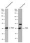 Paraoxonase 1 antibody, GTX109561, GeneTex, Western Blot image 