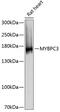 Myosin Binding Protein C, Cardiac antibody, GTX64768, GeneTex, Western Blot image 