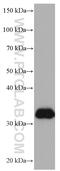 Apolipoprotein E antibody, 66830-1-Ig, Proteintech Group, Western Blot image 