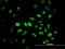 N-Methylpurine DNA Glycosylase antibody, H00004350-M08, Novus Biologicals, Immunofluorescence image 