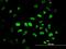 DNA-3-methyladenine glycosylase antibody, H00004350-M08, Novus Biologicals, Immunofluorescence image 