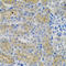 Angiopoietin-related protein 3 antibody, LS-C331069, Lifespan Biosciences, Immunohistochemistry paraffin image 