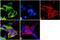 Kinesin Family Member 5A antibody, PA1-642, Invitrogen Antibodies, Immunofluorescence image 