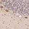 Family With Sequence Similarity 189 Member A2 antibody, HPA057207, Atlas Antibodies, Immunohistochemistry frozen image 