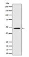 Torsin-4A antibody, M17448, Boster Biological Technology, Western Blot image 