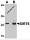 Sirtuin 6 antibody, 5773, ProSci Inc, Western Blot image 
