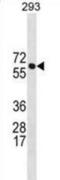 BRCA1 Associated Protein antibody, abx031144, Abbexa, Western Blot image 