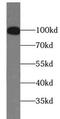 PMS1 Homolog 2, Mismatch Repair System Component antibody, FNab06579, FineTest, Western Blot image 