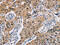 Toll Like Receptor 3 antibody, CSB-PA218546, Cusabio, Immunohistochemistry frozen image 