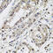 G250 antibody, 15-147, ProSci, Immunohistochemistry frozen image 