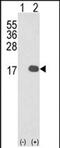 Interleukin 36 Beta antibody, PA5-72604, Invitrogen Antibodies, Western Blot image 