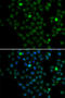 LIM Domain Only 4 antibody, abx005476, Abbexa, Western Blot image 