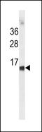 HBE antibody, PA5-49253, Invitrogen Antibodies, Western Blot image 