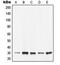 Tyrosine 3-Monooxygenase/Tryptophan 5-Monooxygenase Activation Protein Epsilon antibody, orb214748, Biorbyt, Western Blot image 