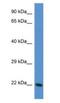 Transgelin 3 antibody, NBP1-74167, Novus Biologicals, Western Blot image 