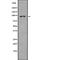 Semaphorin 4D antibody, abx218481, Abbexa, Western Blot image 