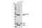 Glycogen Synthase Kinase 3 Beta antibody, 9322S, Cell Signaling Technology, Western Blot image 