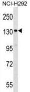 Spa1 antibody, abx029202, Abbexa, Western Blot image 