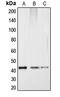 CAMP Responsive Element Binding Protein 1 antibody, GTX32165, GeneTex, Western Blot image 