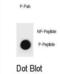 Cyclin B1 antibody, abx032275, Abbexa, Dot Blot image 