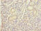 DnaJ Heat Shock Protein Family (Hsp40) Member B4 antibody, A50668-100, Epigentek, Immunohistochemistry paraffin image 