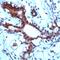 Signal Transducer And Activator Of Transcription 5A antibody, PA5-32602, Invitrogen Antibodies, Immunohistochemistry frozen image 