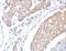 Actin Like 8 antibody, LS-C401166, Lifespan Biosciences, Immunohistochemistry paraffin image 